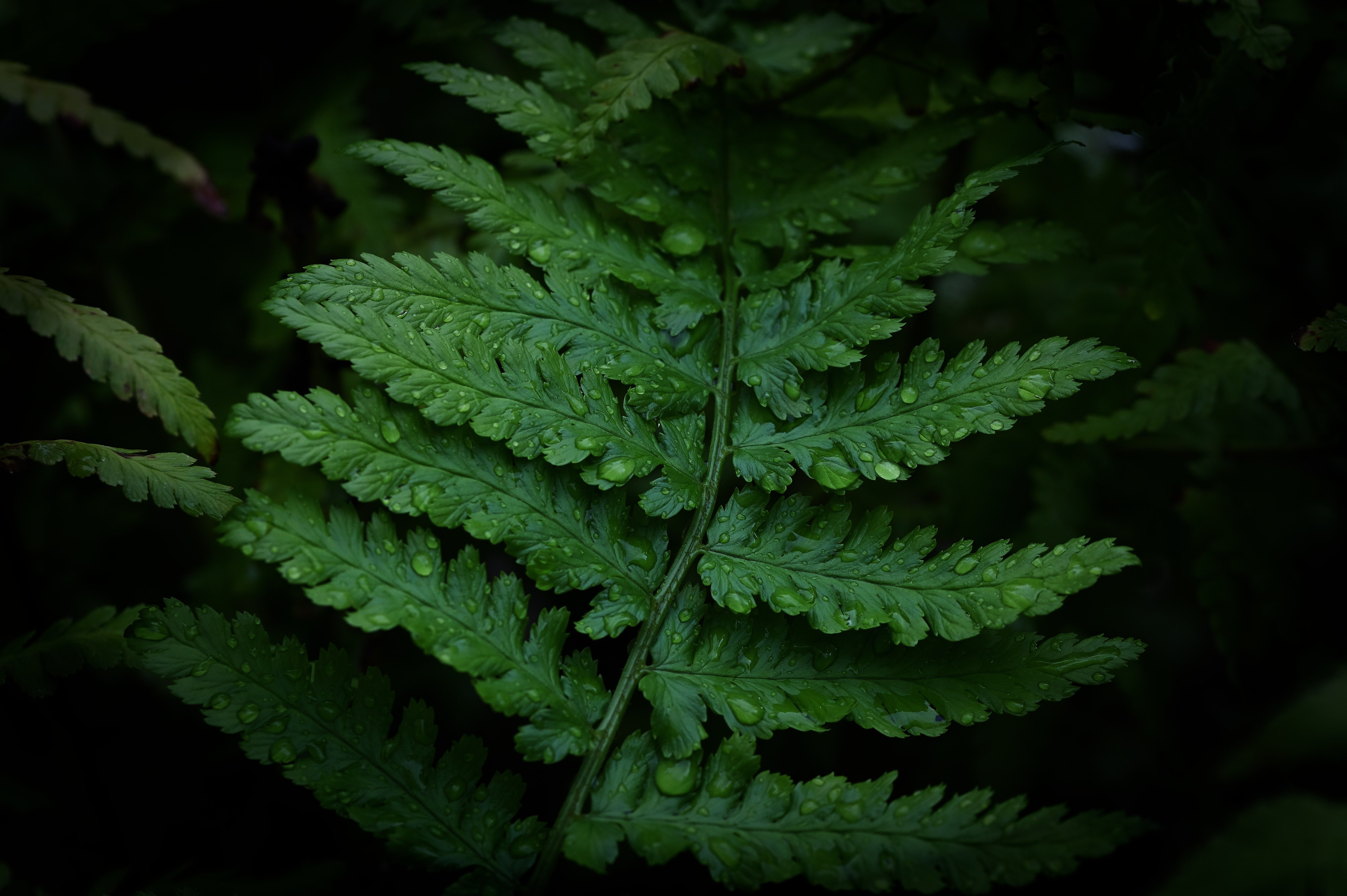 high definition image of a leaf with water droplets